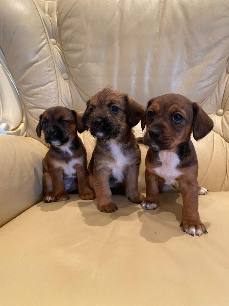 Beautiful Jackapoo Puppies 3 girls 