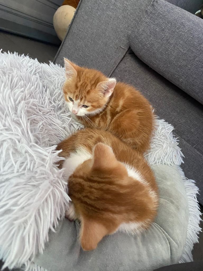 Two 9 week old kittens for sale (need to be sold together)