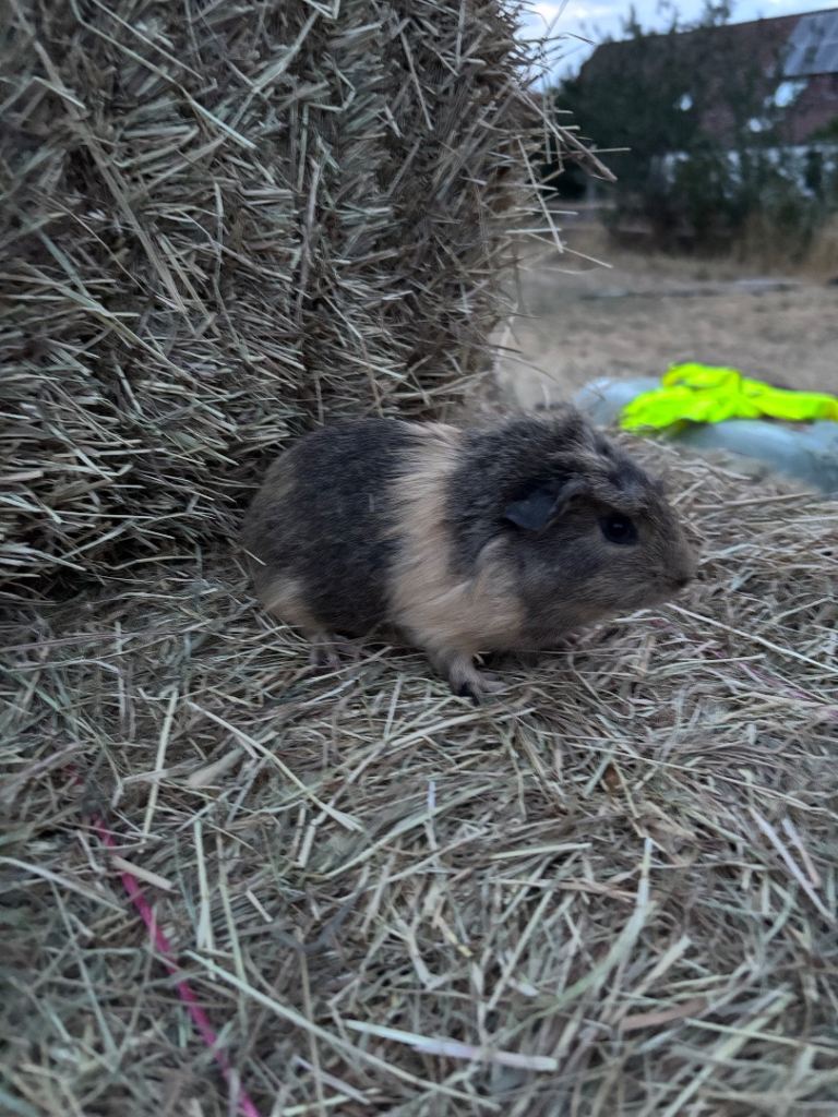 Baby guinea pigs 