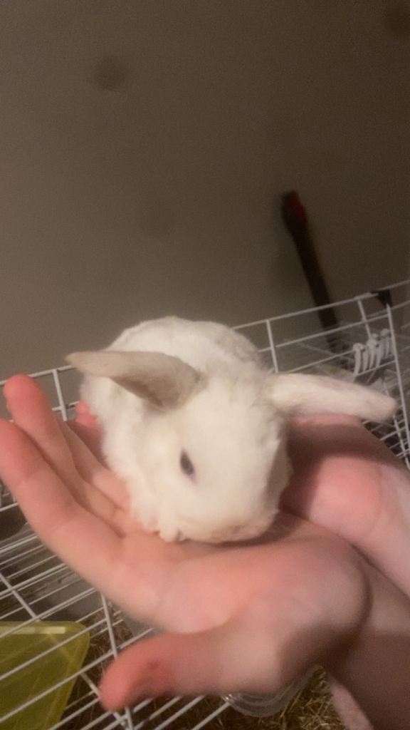 Mini Lop Bunnies for sale