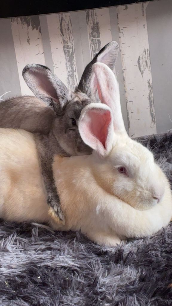 Continental giant show rabbit 