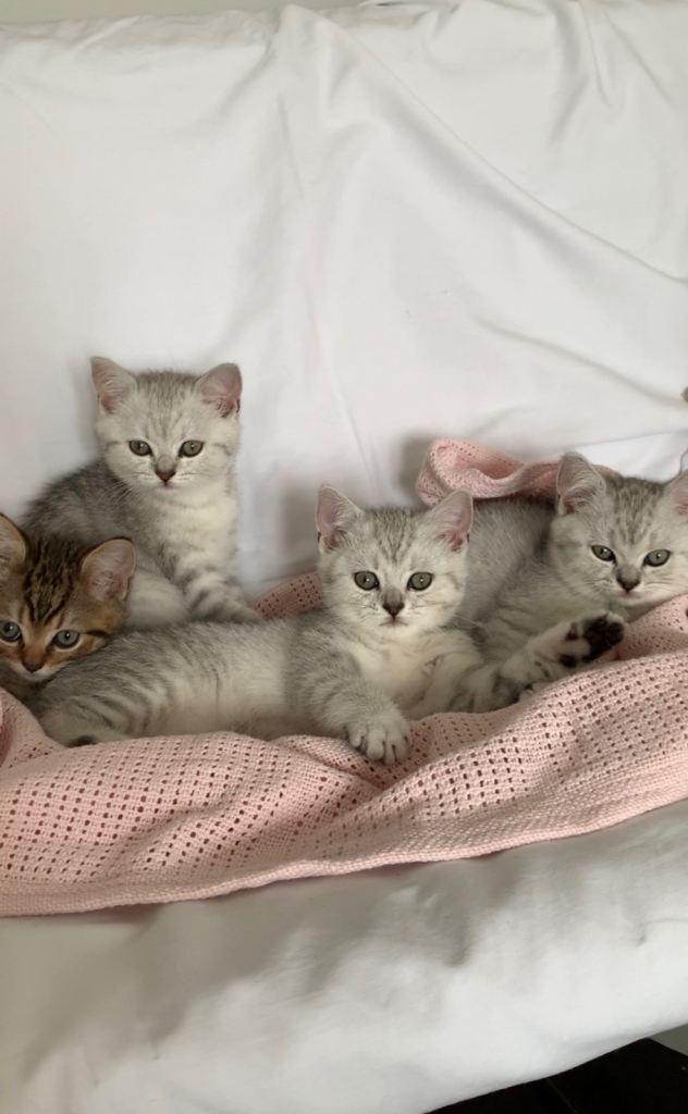 Beautiful British Shorthair Babies 🤍