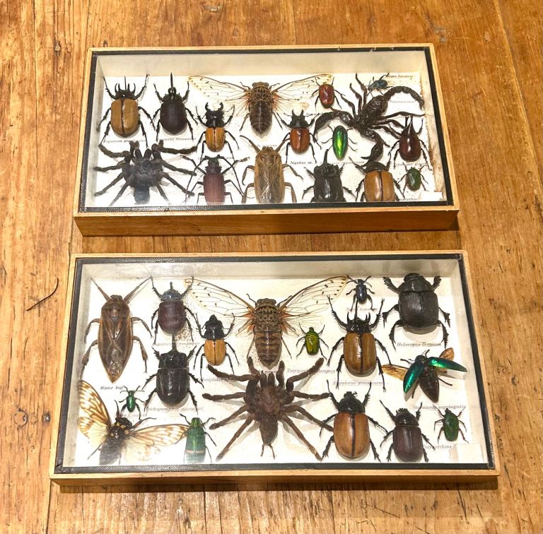 Vintage cased taxidermy entomology insect animal decor mancave antique industrial macabre skeleton