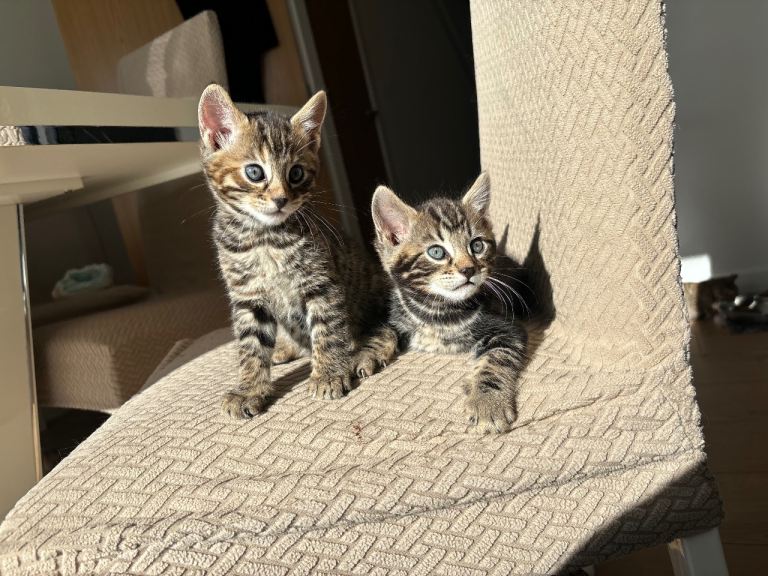 Bengal kittens 