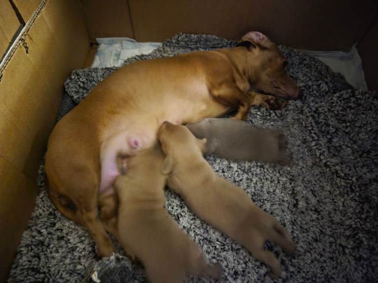 Mini dashhounds 