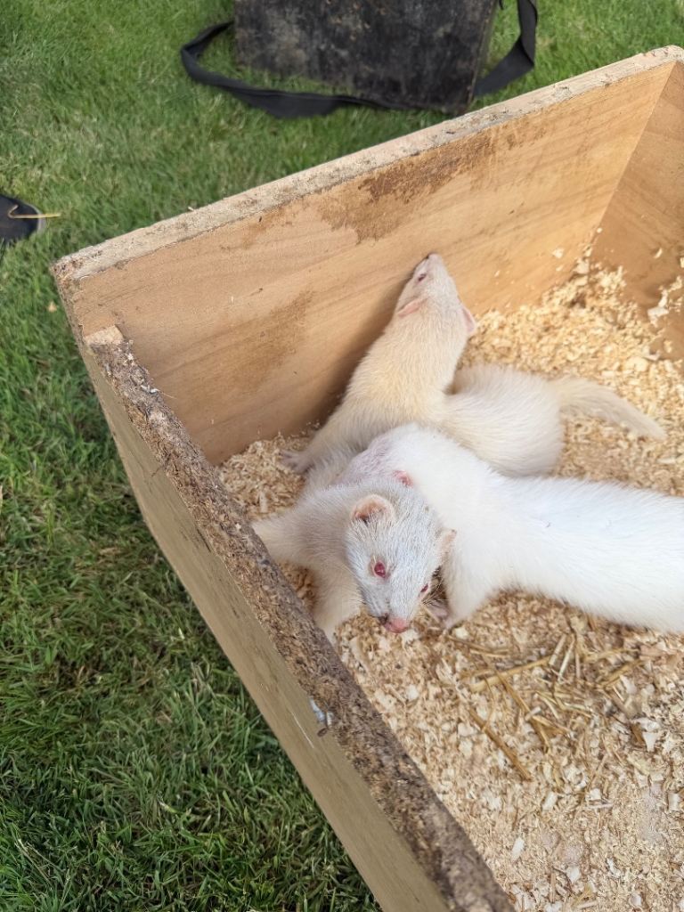 Ferrets 