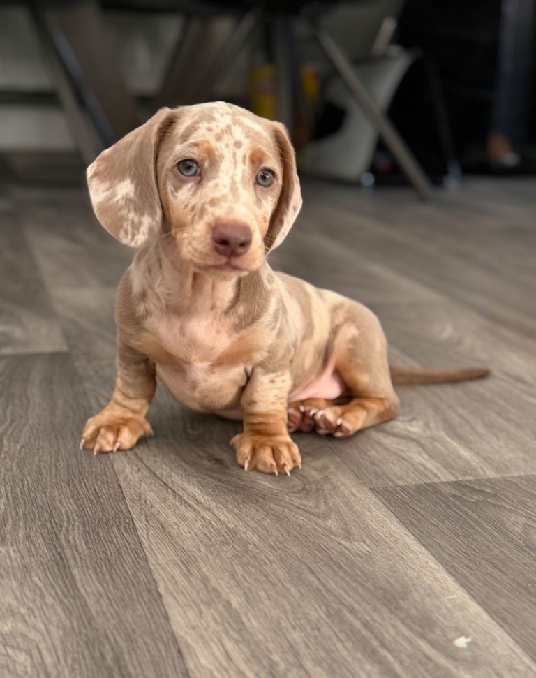 10 week old Minature Dachshund boy