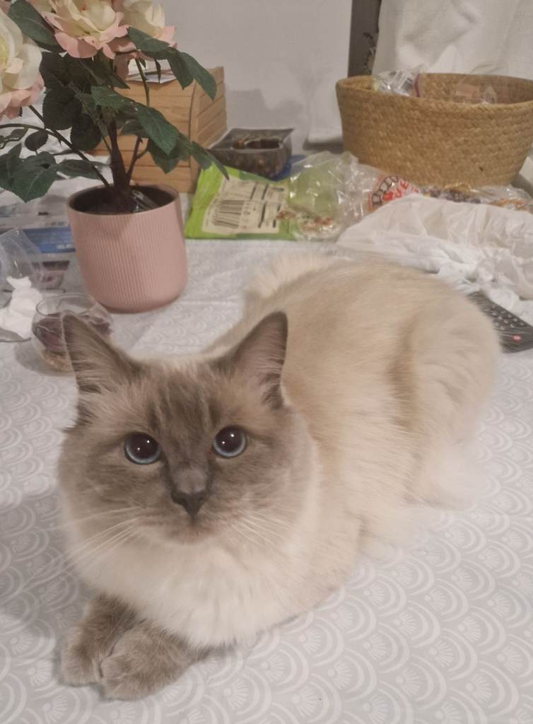 Ragdoll cat