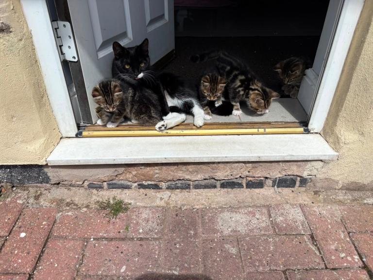 5 beautiful kittens for sale