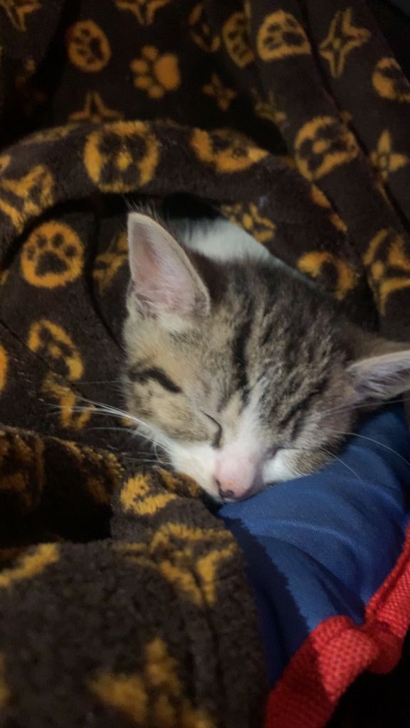 Beautiful baby kitten 