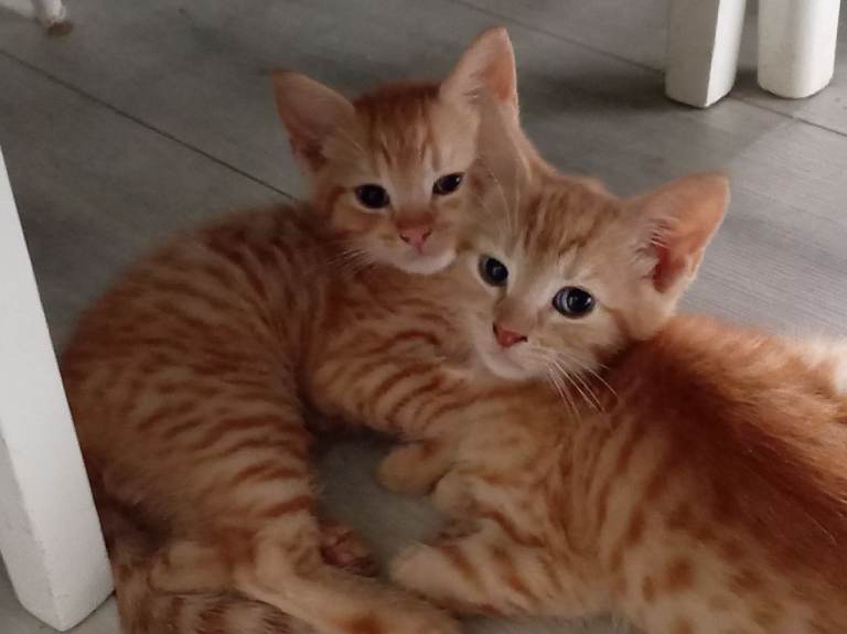 1 ginger male kitten