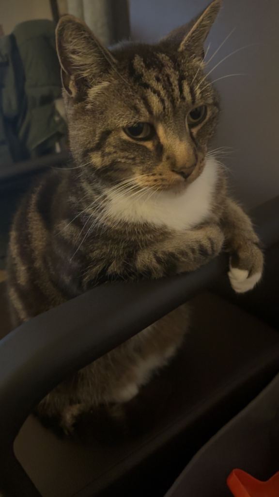 Cat for sale 
