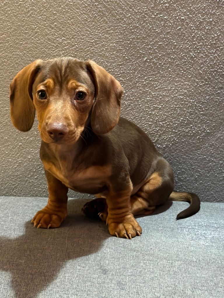 Stunning KC Miniature Dachshund Pups 