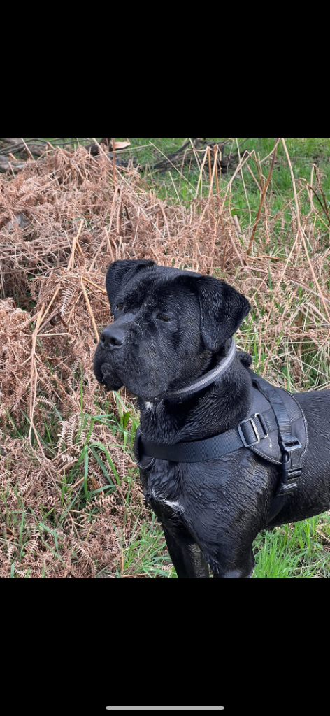 Cance corso for sale 