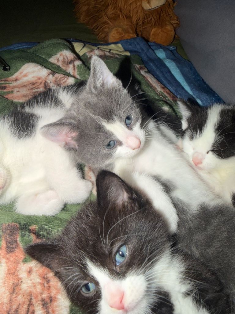 4 beautiful kittens ready 17th June 