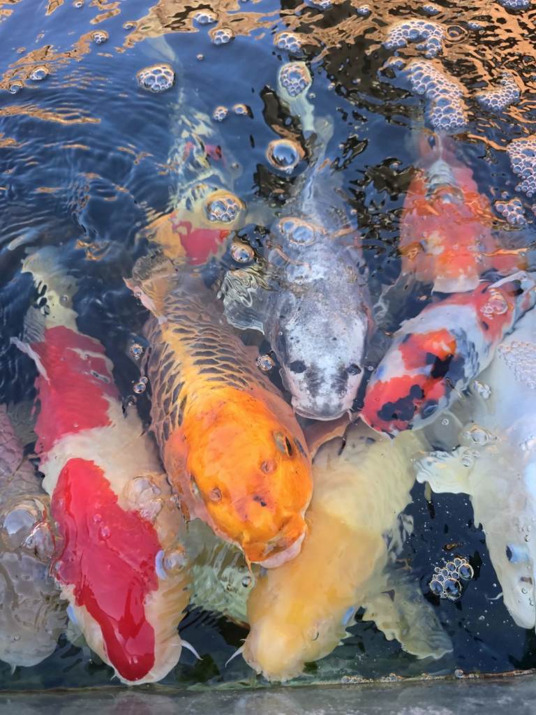 Koi carps and sturgeon 