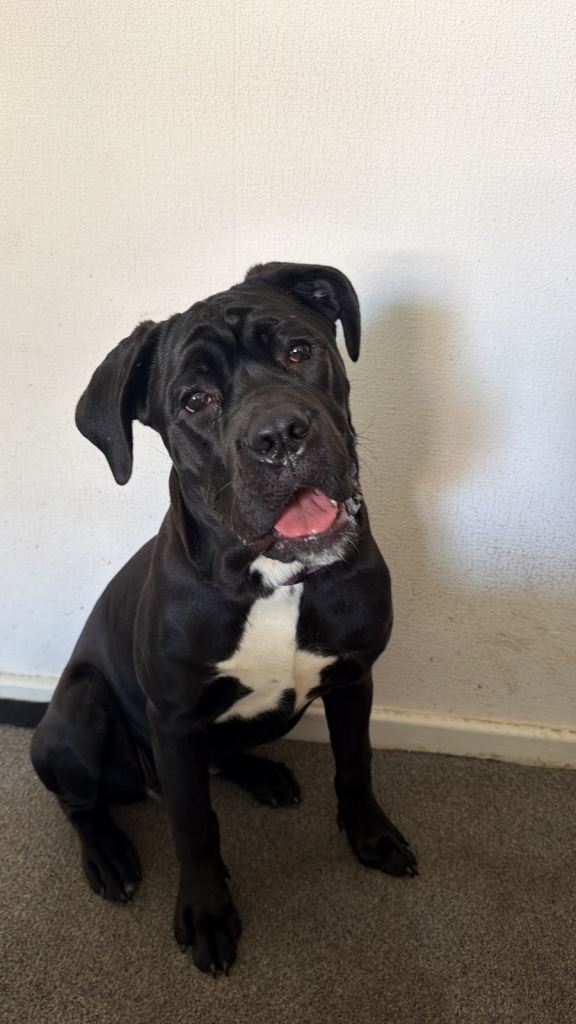 6 month old championship bloodline Cane corso puppy
