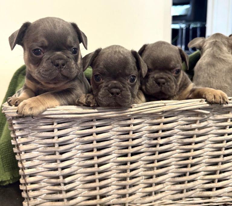 French bull dog puppies