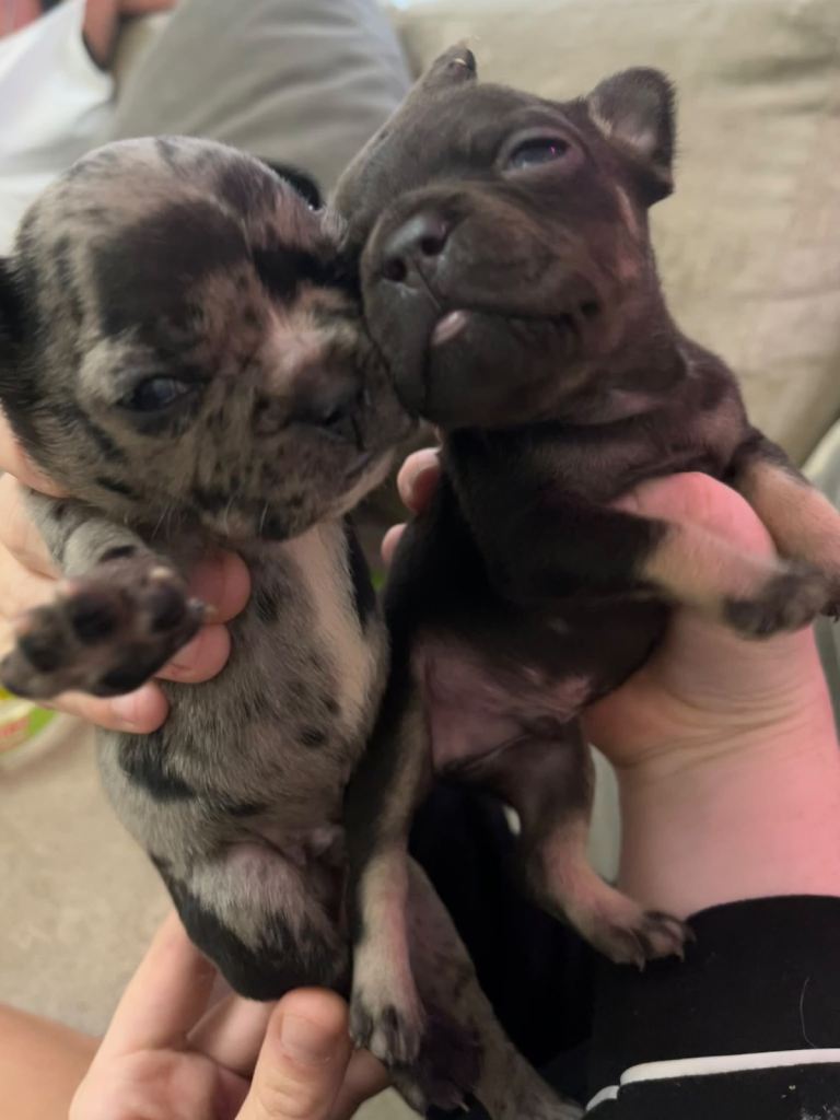 French bulldog puppies ready to reserve