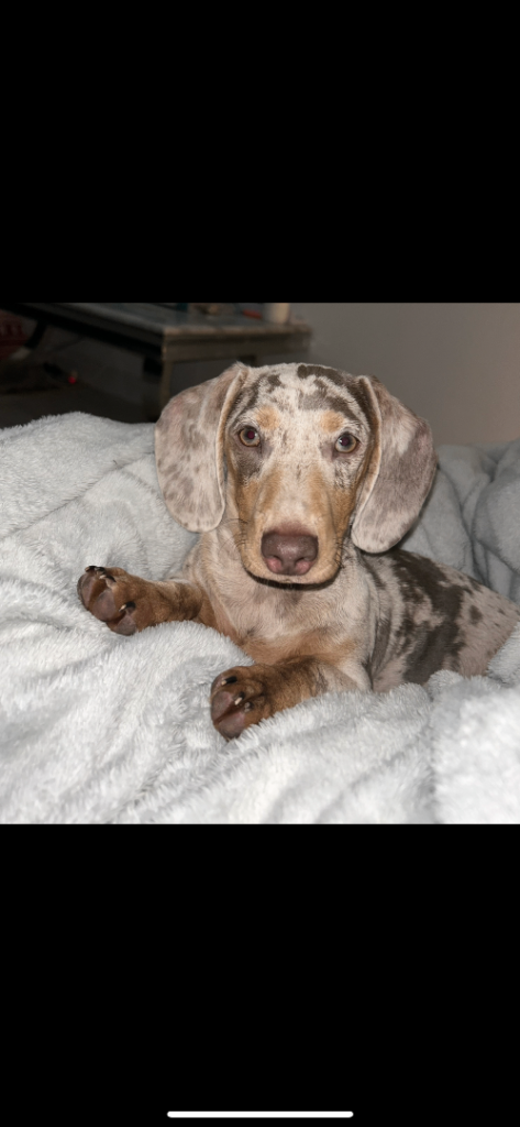 Miniature Dachshunds for Sale 🐾