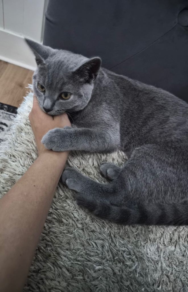 Kitten 