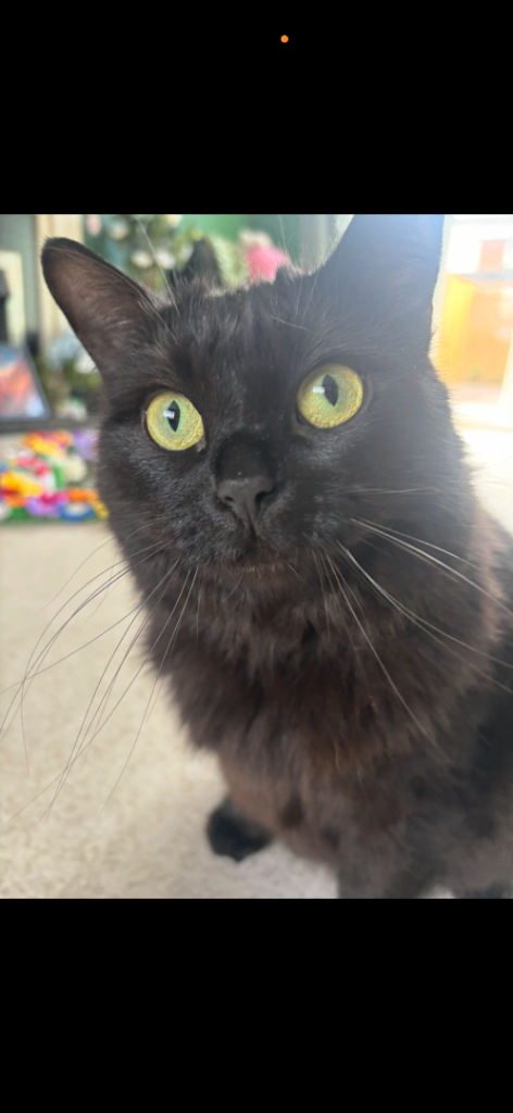    Sweet Long-Haired Female Cat 