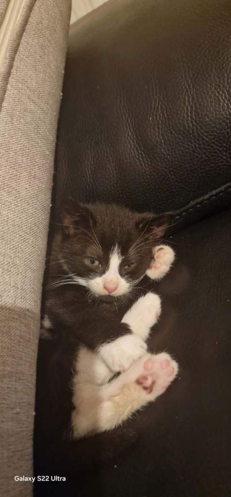 Kittens For Sale