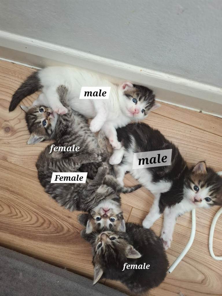 Fluffy kittens