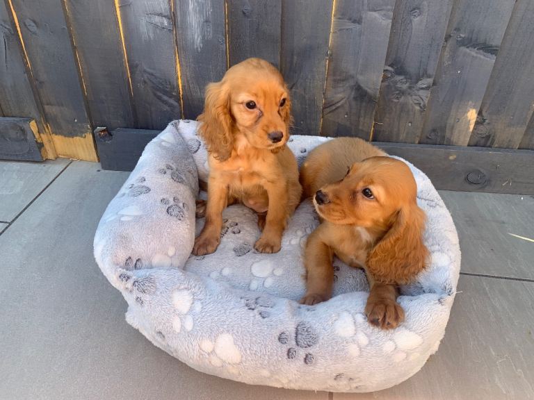 Beautiful cocker spaniel puppies