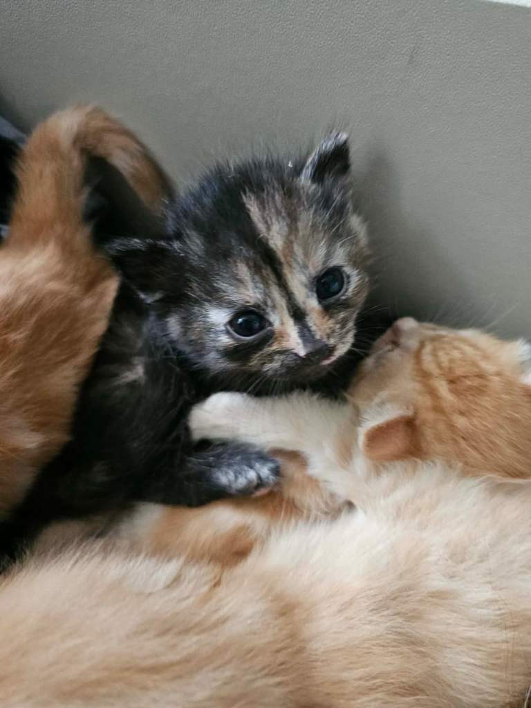Tortoise shell/Ginger kittens