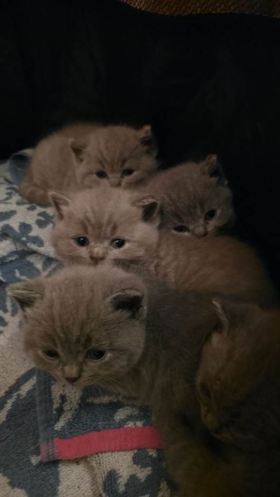 British Shorthair Kittens - Pedigree Lilac & Blue