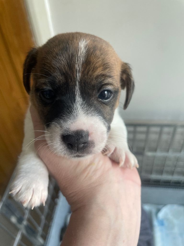 Beautiful Jack Russell puppies 