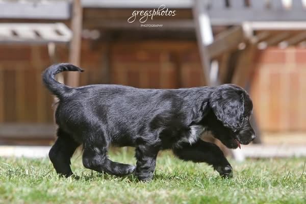 Sprocker puppies