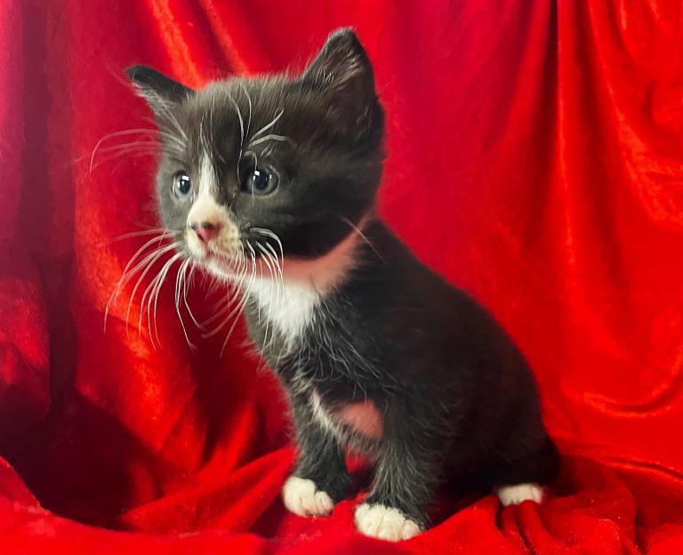 Stunning kittens for sale 