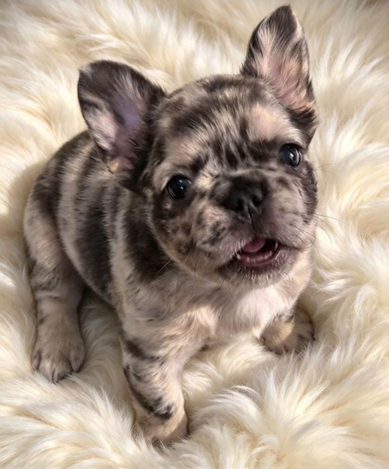 4 Stunning female french bulldog puppies 