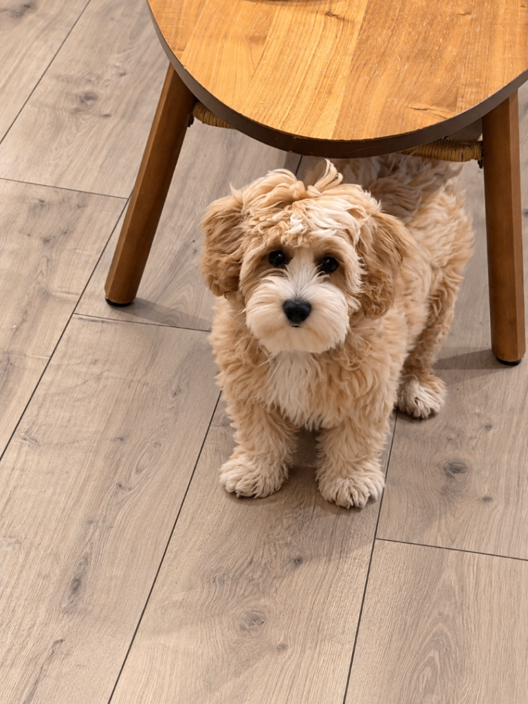Gorgeous Poochon Puppy – Loving Home Wanted