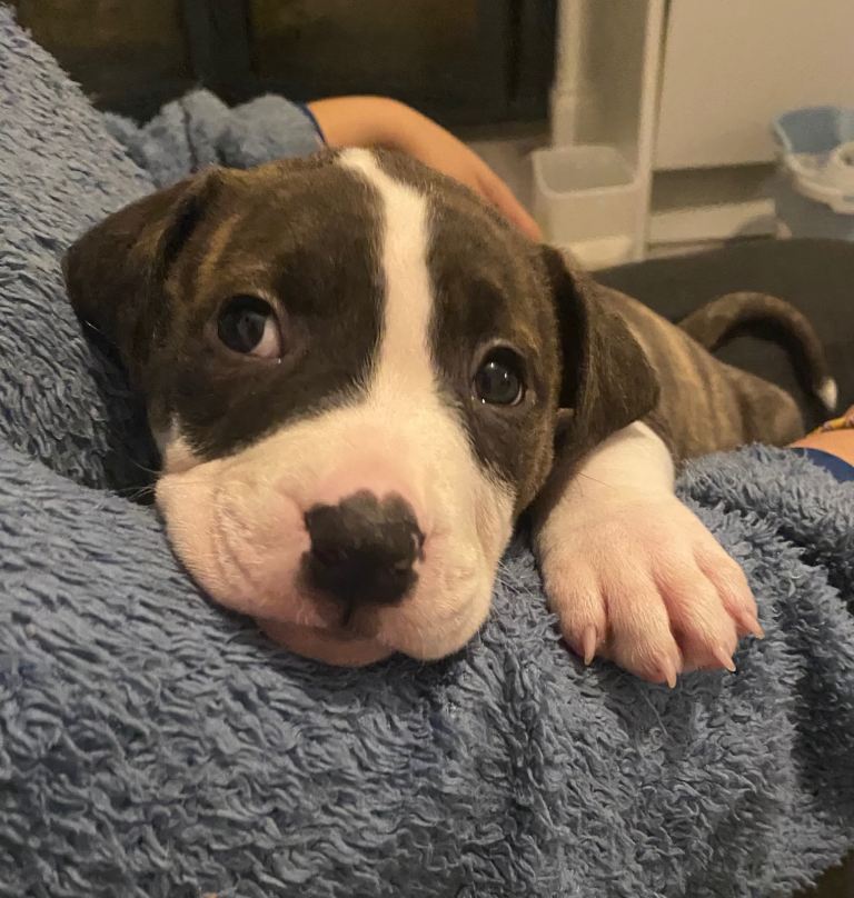 Beautiful Scott American Bulldog x Staffy