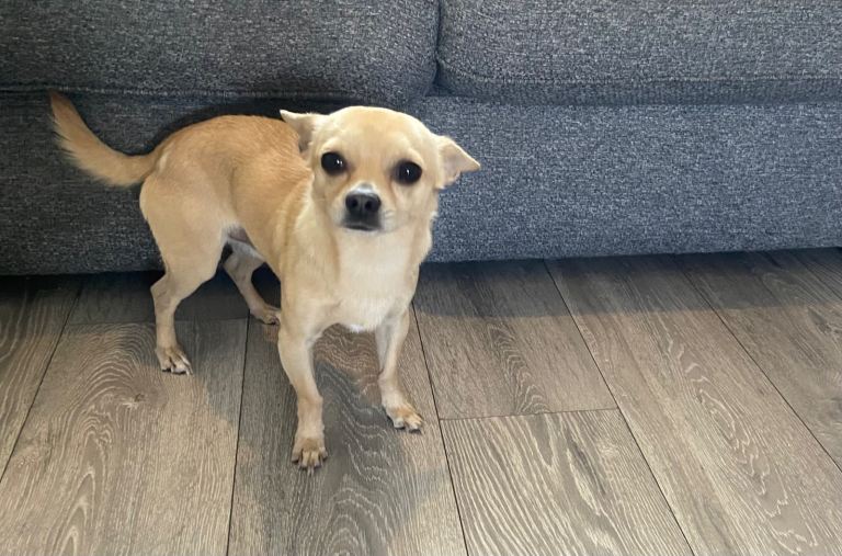 Beautiful chihuahua 