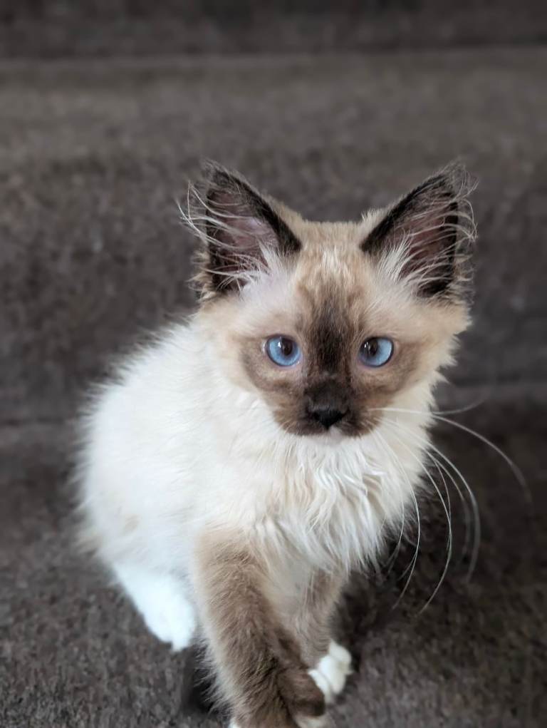 Gorgeous Seal Mitted Ragdoll Boy