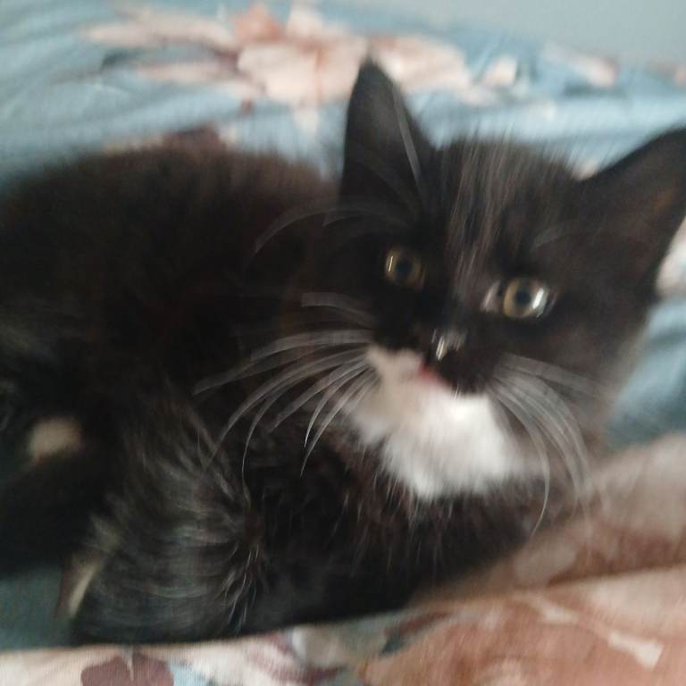 2 Long hair domestic kittens..100£ each cat