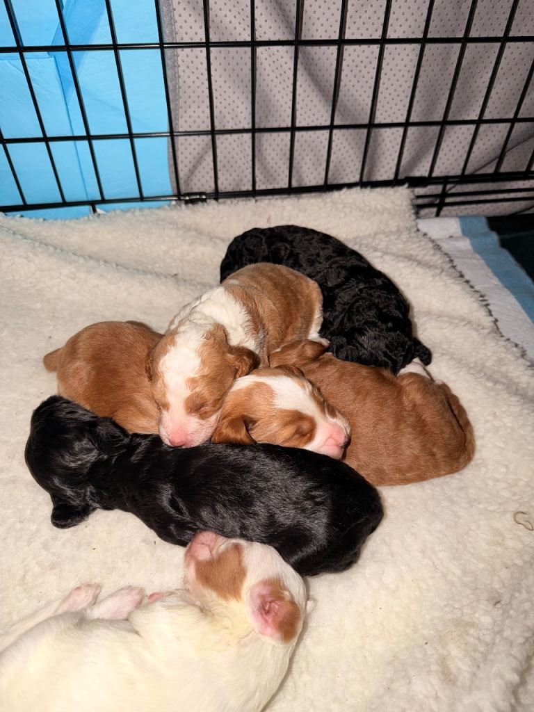 Beautiful F2 cockapoo puppies available ❤️
