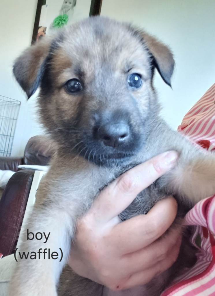 Belgium malinois x