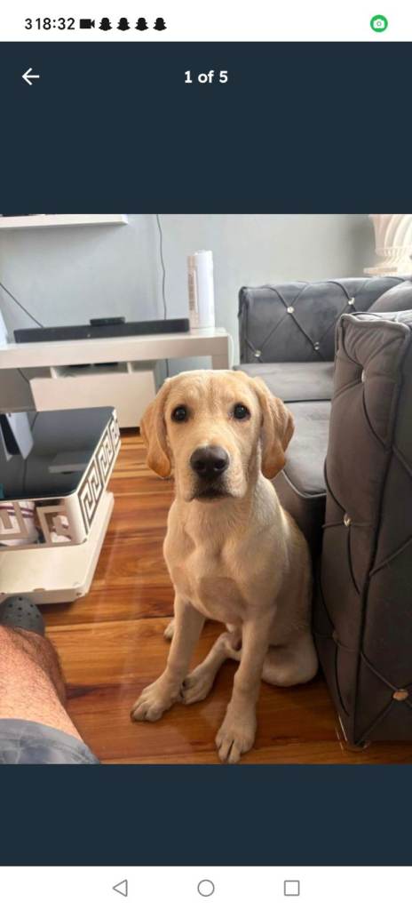 Dog