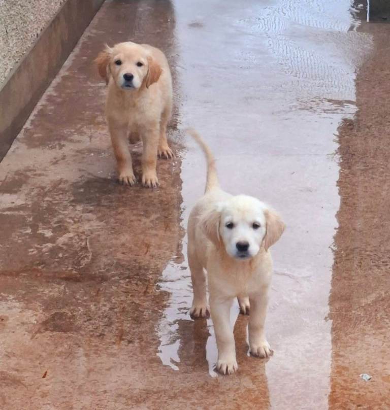 Kc reg golden retriever puppies