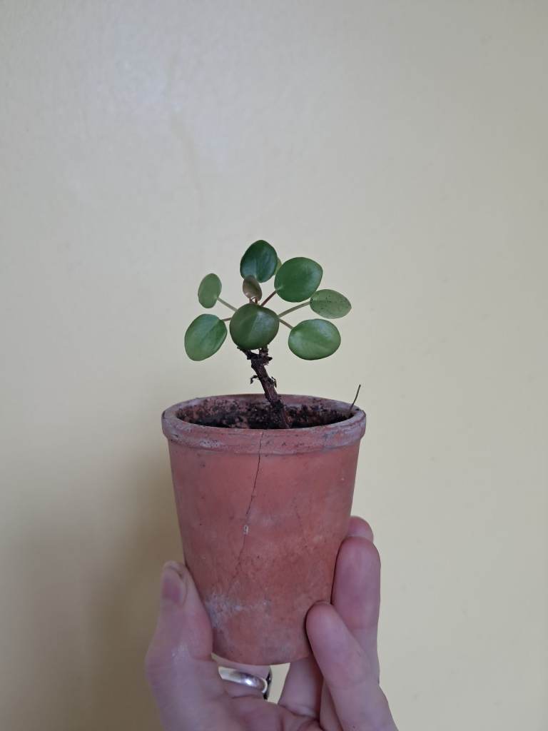 Smaller Pilea Plant in Terracotta Pot – Healthy & Established