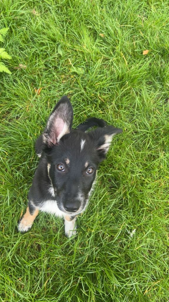 Border collie puppy needs rehoming