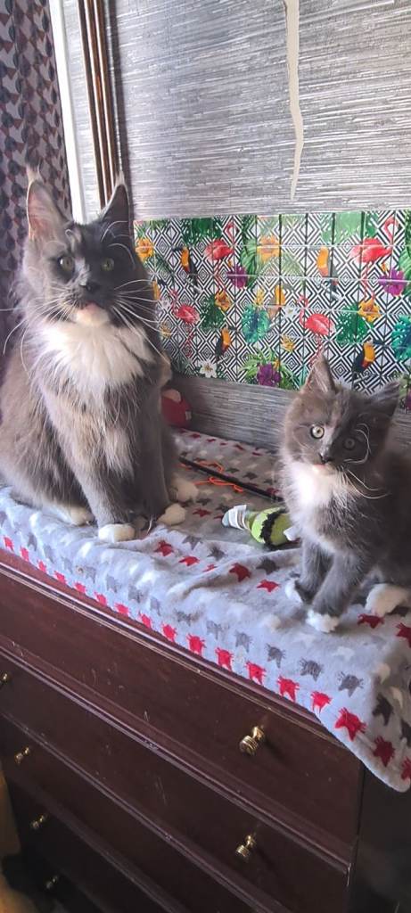 Pedigree Main Coon kittens