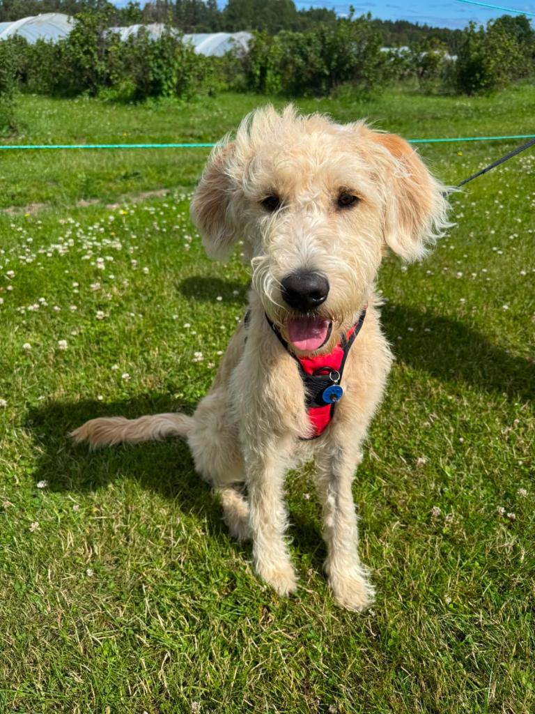 F1 Labradoodle for sale 