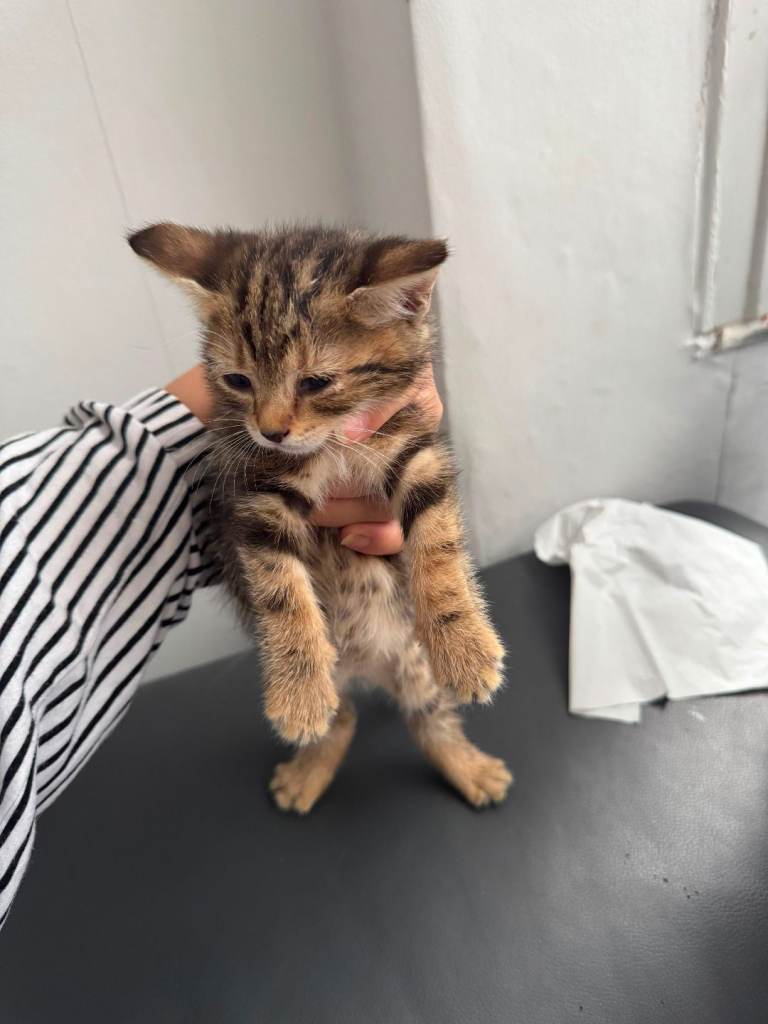 Kittens ready to go 