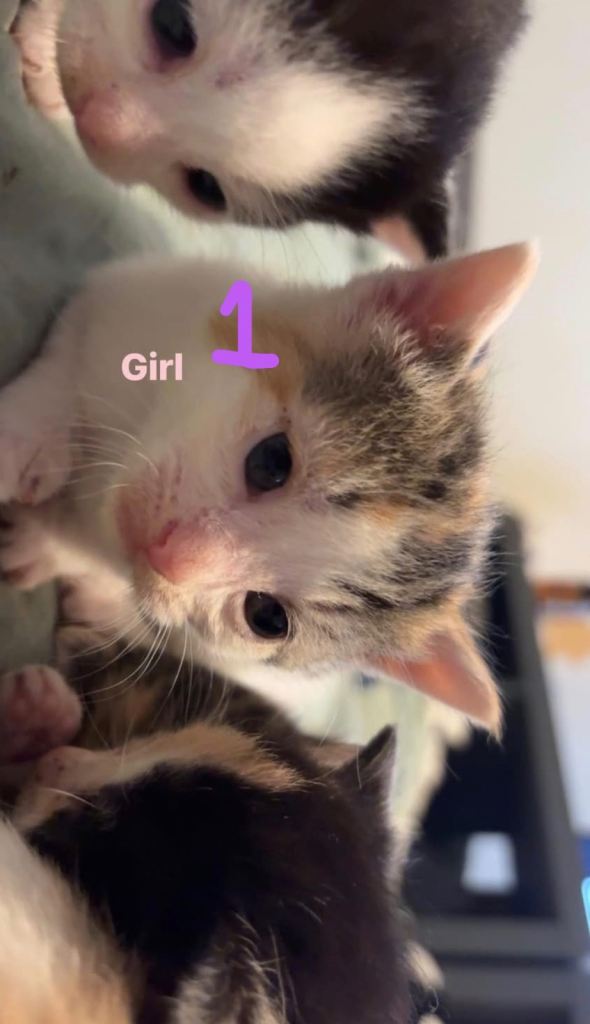 2 Left - Beautiful Kittens 🐈